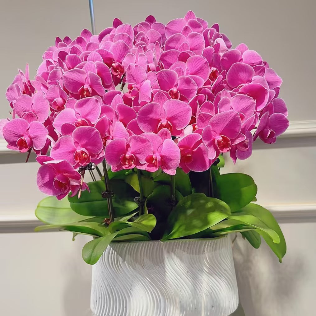 Semillas de Phalaenopsis-Reina de las Orquídeas