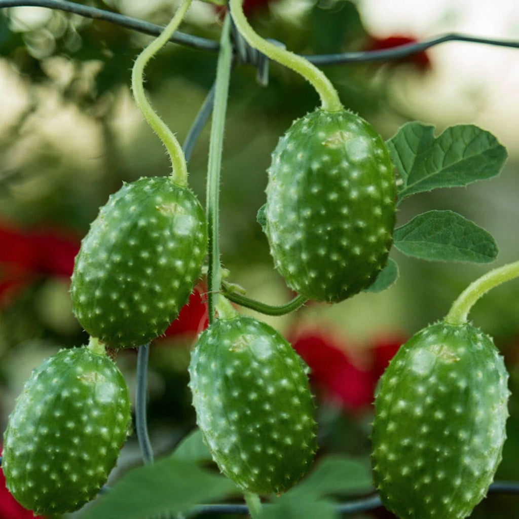 Semillas de pepino (cohombrillo) de las Indias Occidentales