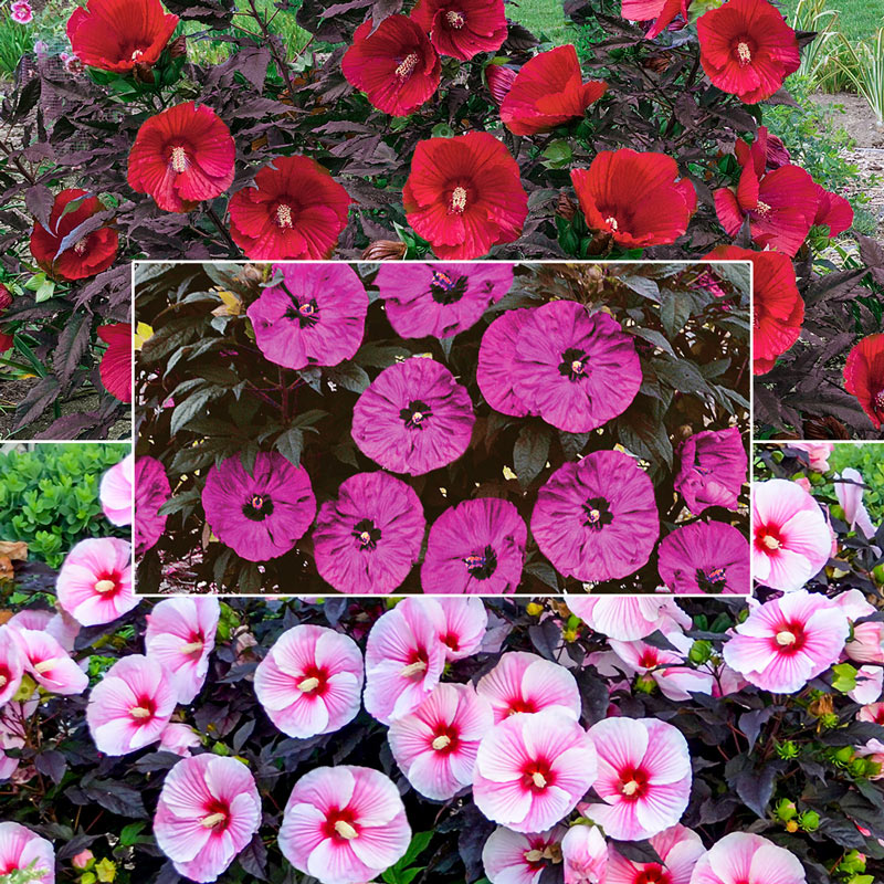 Colección de Hibiscos Dulce y Seductora