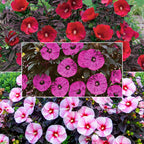 Colección de Hibiscos Dulce y Seductora
