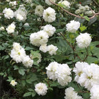 Semillas de Rosa Blanc Double de Coubert