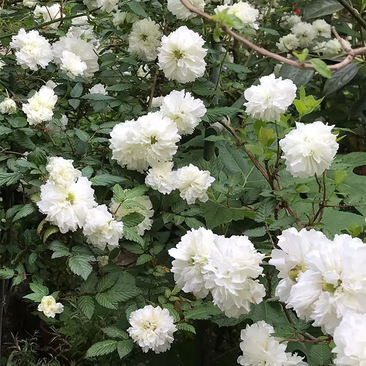 Semillas de Rosa Blanc Double de Coubert