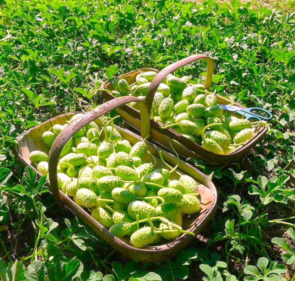 Semillas de pepino (cohombrillo) de las Indias Occidentales