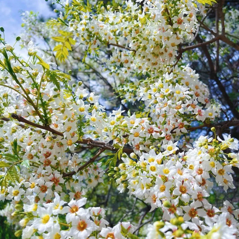 Xanthoceras Sorbifolia, Semillas de la Flor del Árbol de la Lluvia