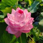 🪷Rare Thousand-petal Lotus