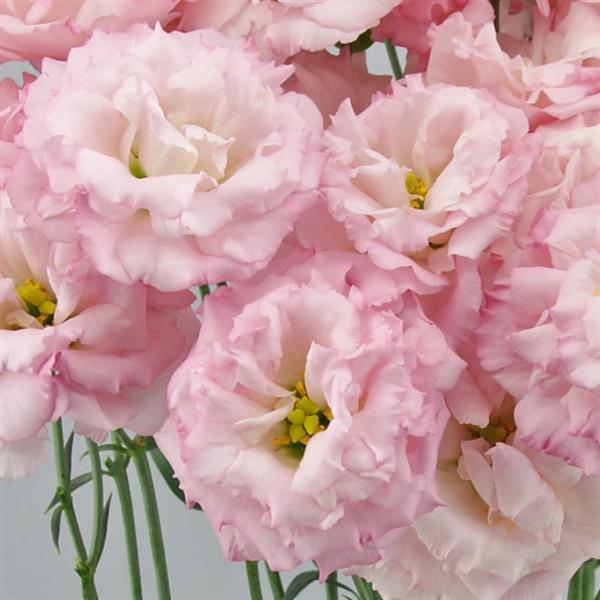 Semillas de Eustoma Russellianum