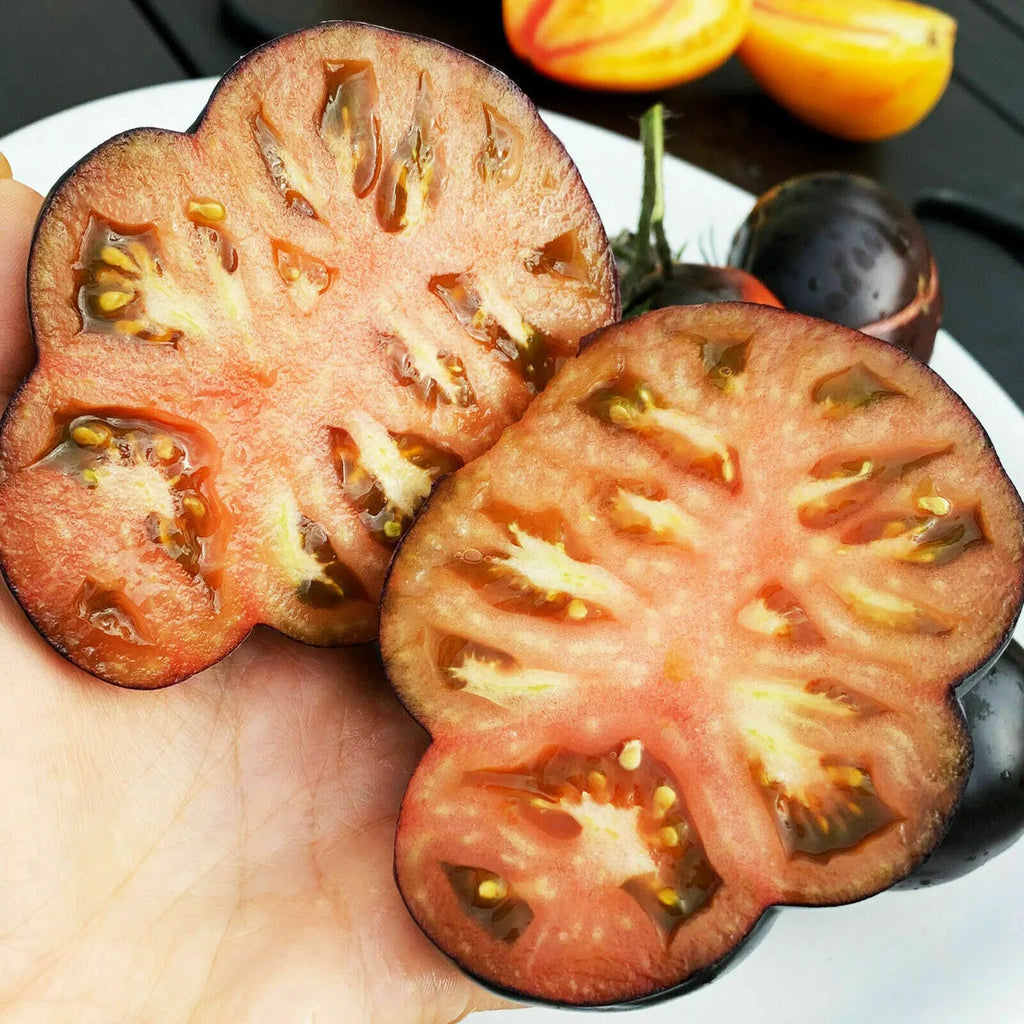 Tomate Giant Black Beauty