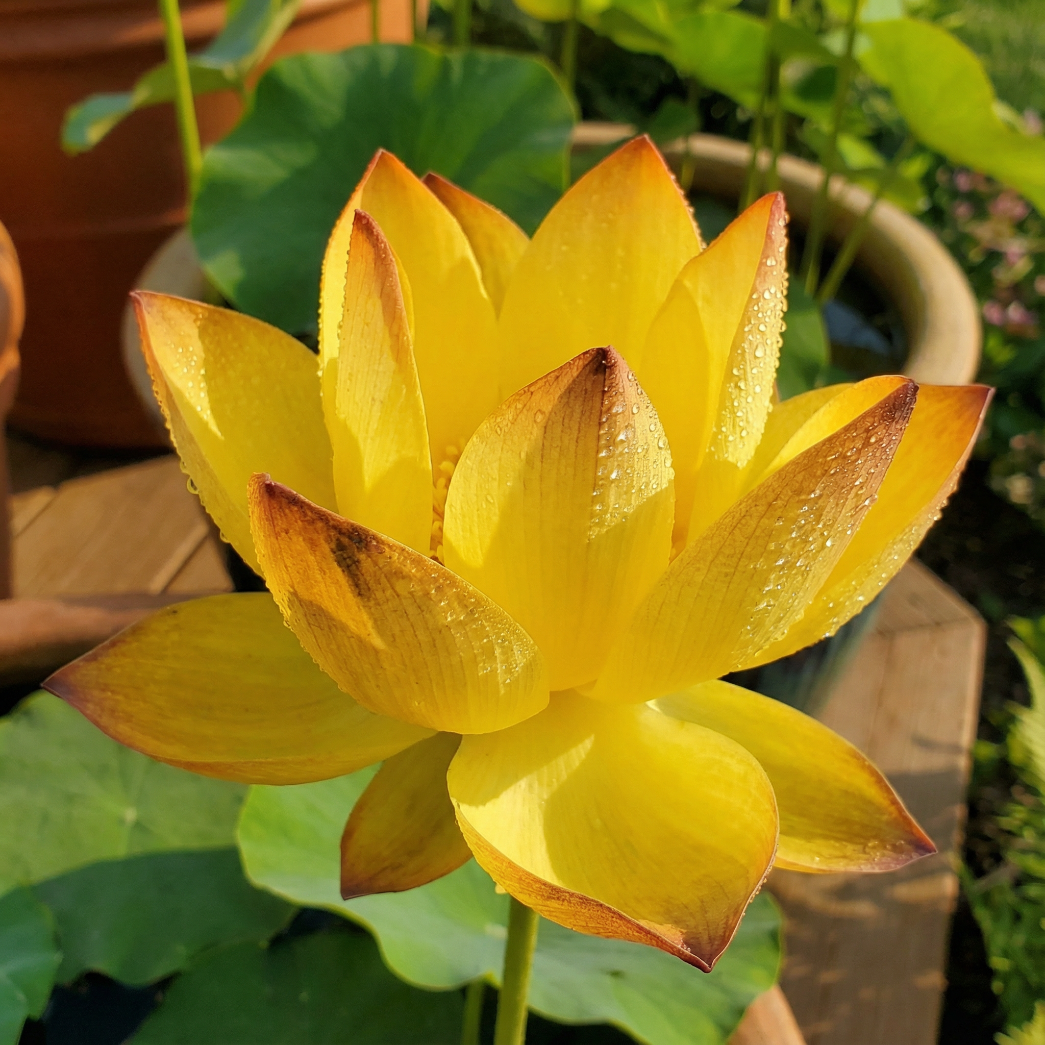 🌄Semillas de loto naranja amanecer