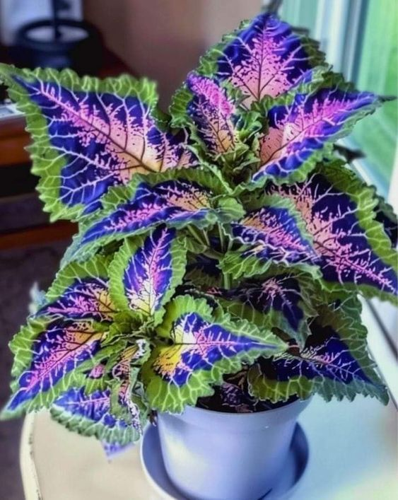 🌿 Coleo de Color Raro Resistente a las Heladas – Ilumina tu Espacio con Follaje Único 🌿
