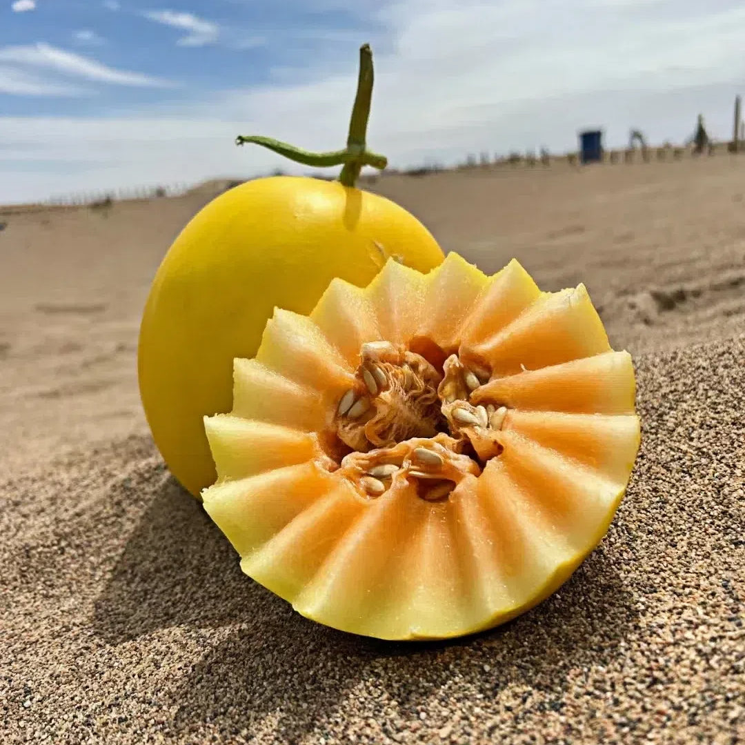 🍈Melón de miel del Río Amarillo