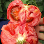Semillas de tomate Hair Pink