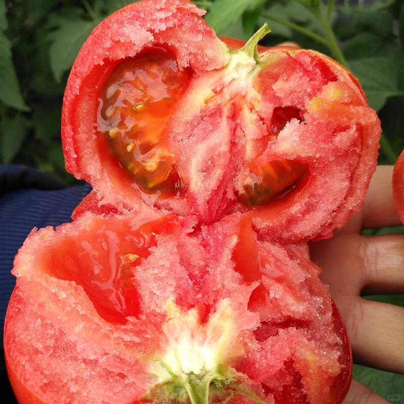 Semillas de tomate Hair Pink