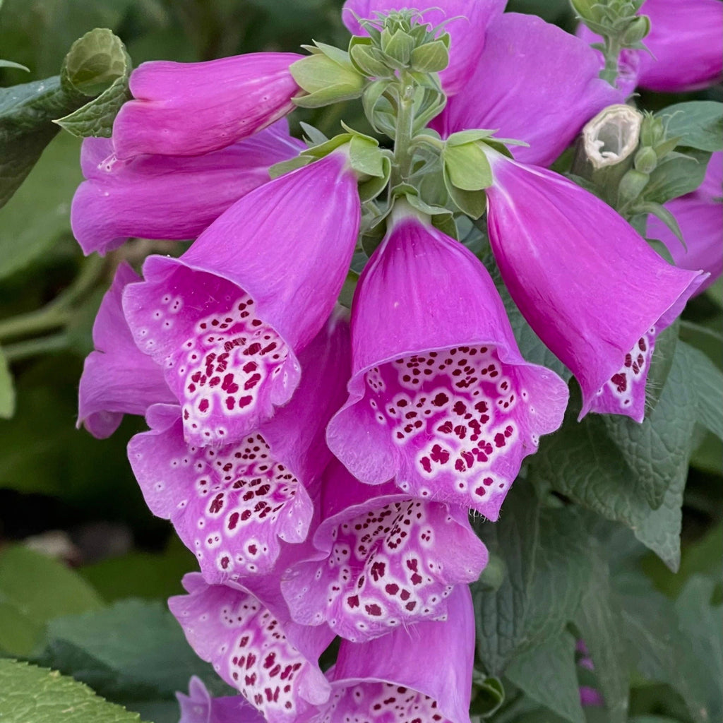Semillas de Digitalis Purpurea