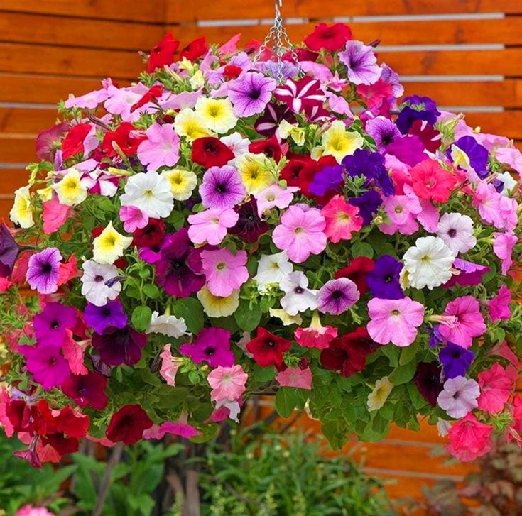 🌸Semillas de petunia