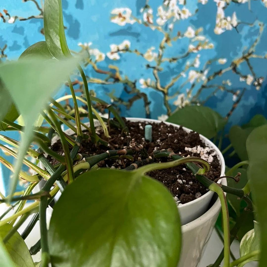 💚Barras de nutrientes - El secreto para plantas hermosas y exuberantes🌸
