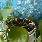 💚Barras de nutrientes - El secreto para plantas hermosas y exuberantes🌸