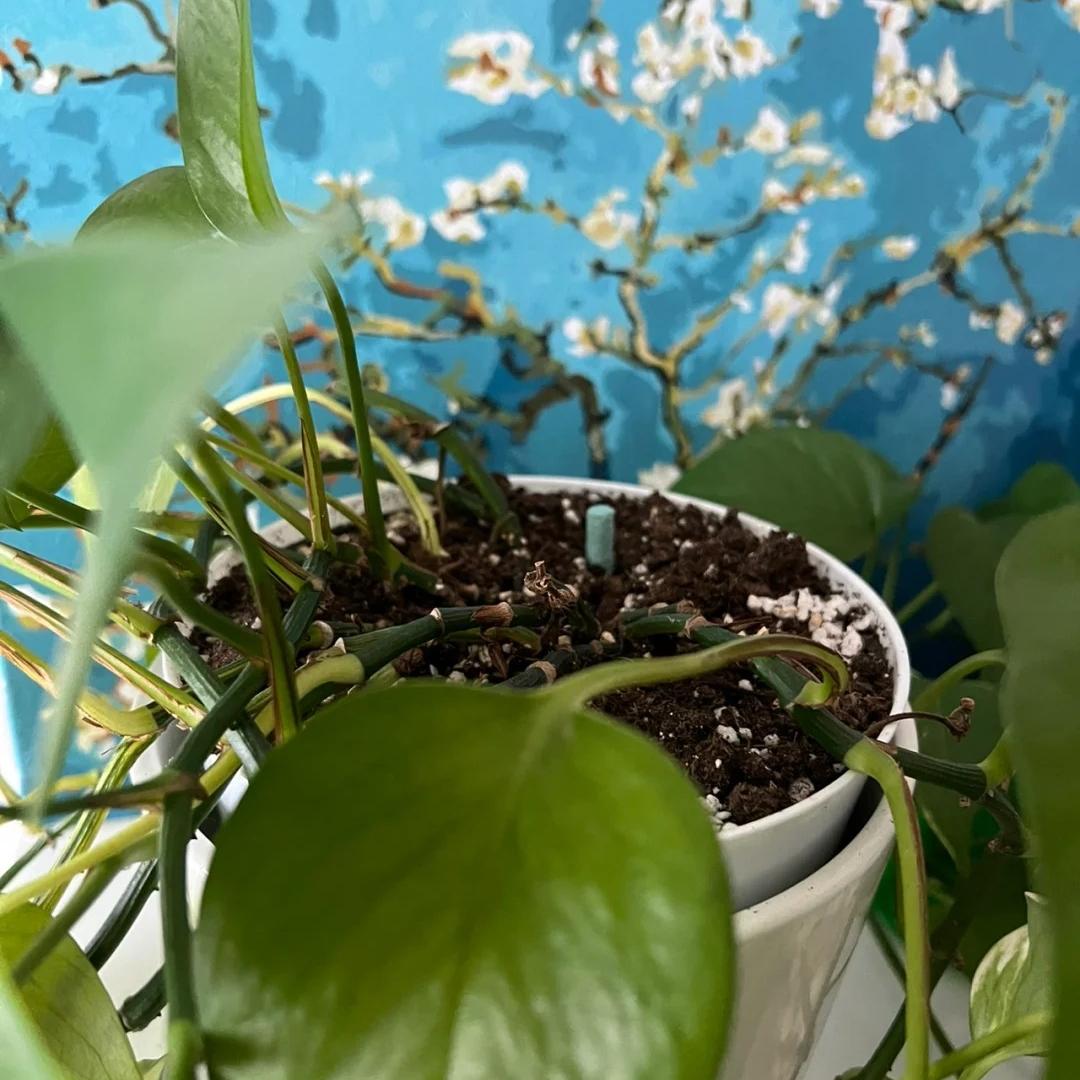 💚Barras de nutrientes - El secreto para plantas hermosas y exuberantes🌸