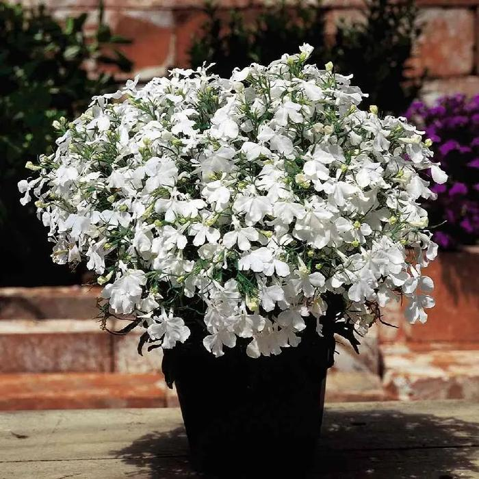 Semillas de Lobelia - Una de las mejores plantas para bordes