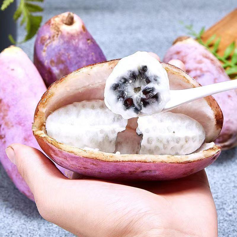 Semillas de Stauntonia Latifolia - Alimento Ecológico