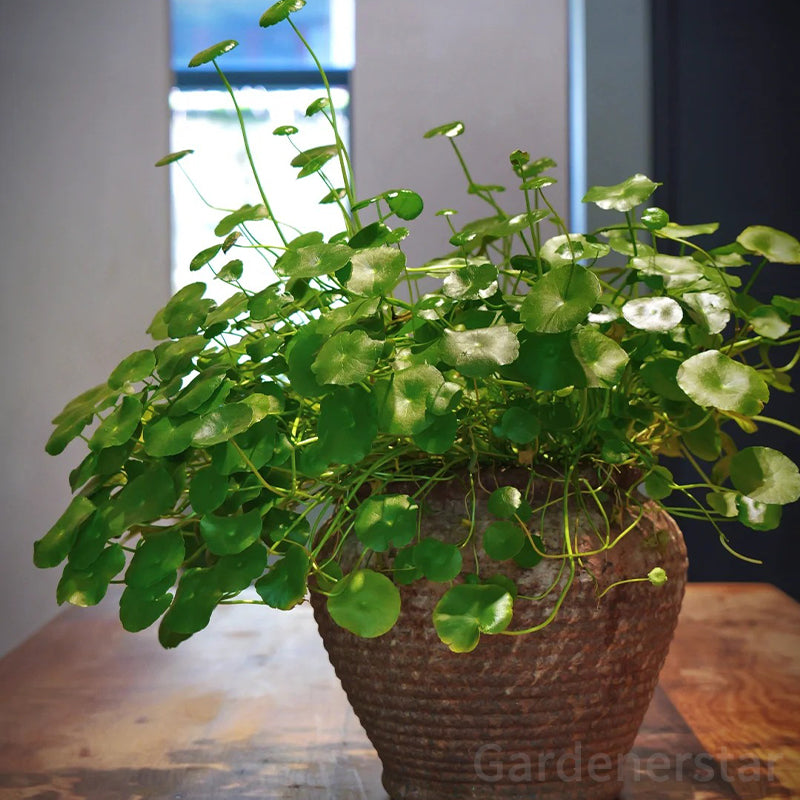 🍀Semillas de Hydrocotyle Vulgaris - Hierba de la moneda de cobre