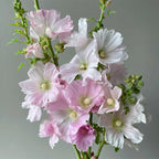 Semillas de malva real de flor sencilla