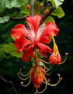 Chandelier Hibiscus Seeds