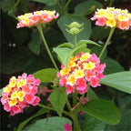 Egrow 30 unidades/paquete de semillas de lantana, semillas de flores de árbol Lantana Camara, semillas para jardín en casa