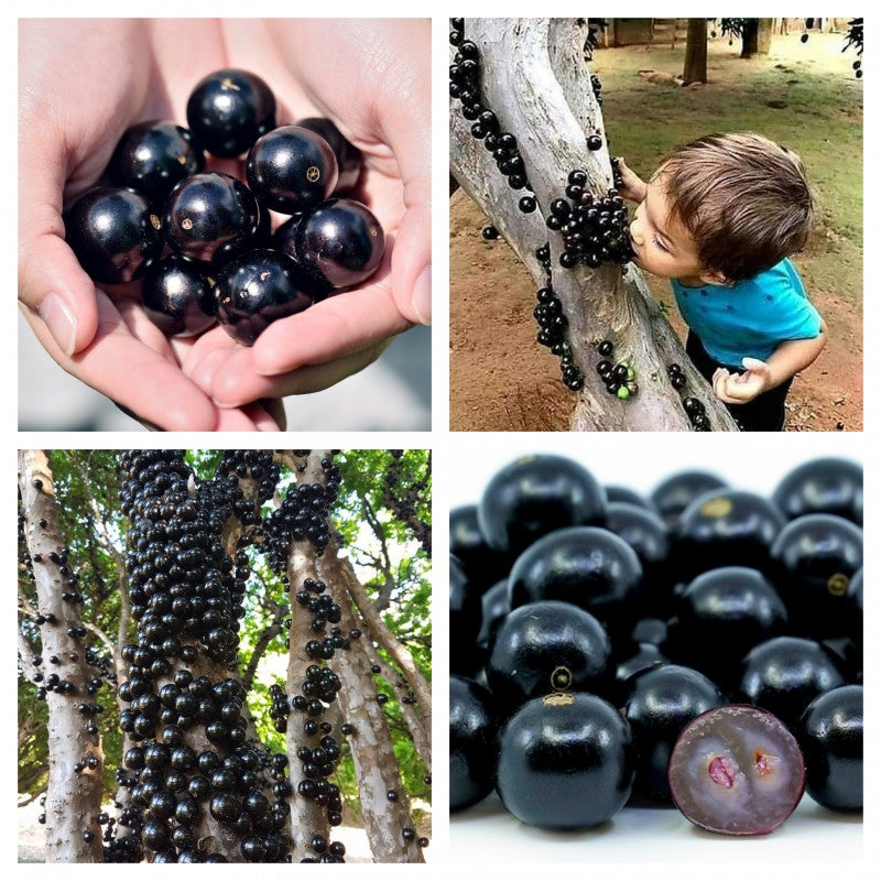 Jabuticaba-Plinia cauliflora-Semillas de uva de árbol