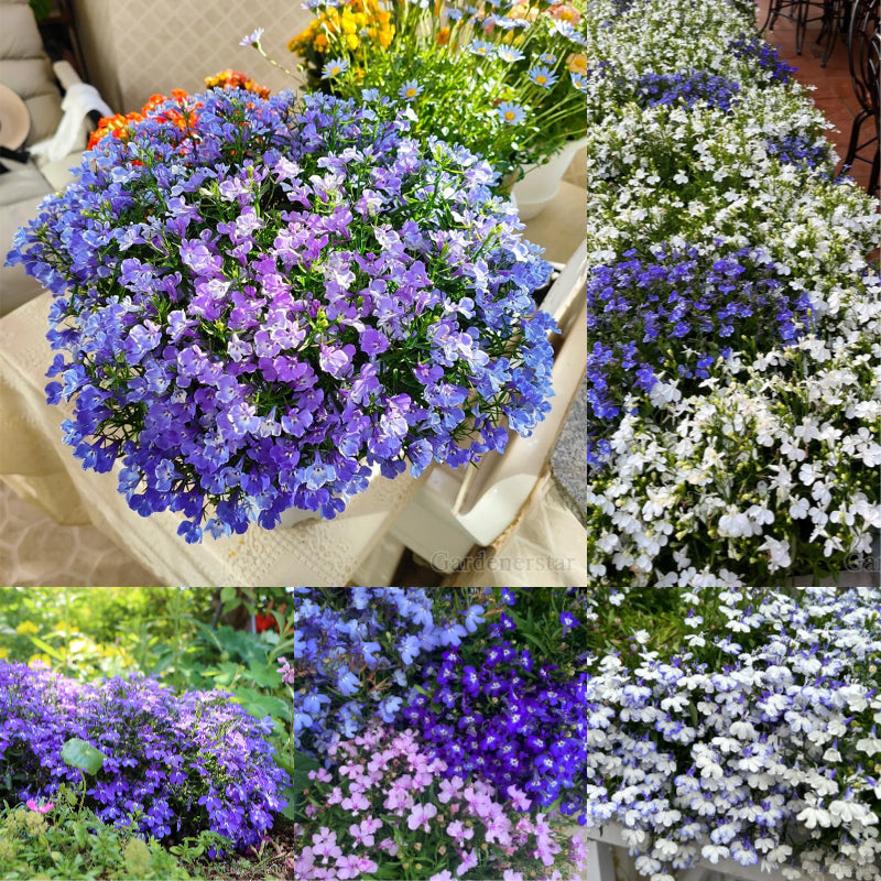 🌈Planta Tapizante Óptima✨Semillas de Lobelia Erinus Rastrera