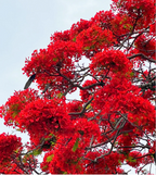 Semillas de Flamboyán