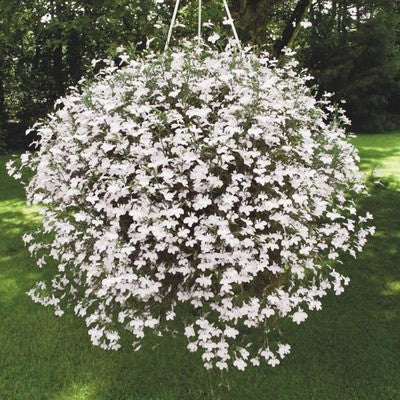 Semillas de Lobelia - Una de las mejores plantas para bordes