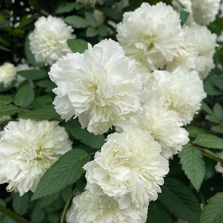Semillas de Rosa Blanc Double de Coubert