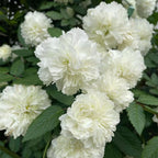 Semillas de Rosa Blanc Double de Coubert