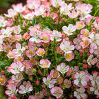 Alpin-Rose