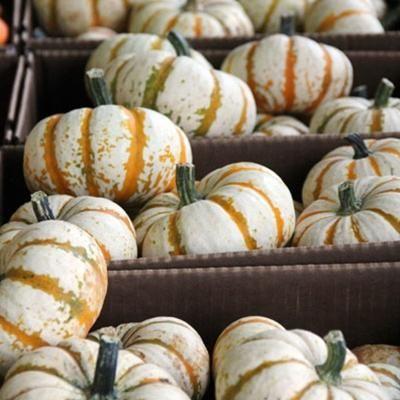 Semillas de calabaza raras y exóticas