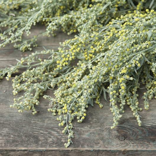 Absinthe Wormwood Seeds