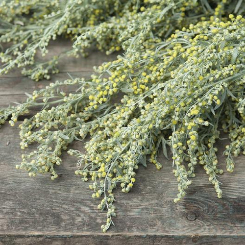 Absinthe Wormwood Seeds