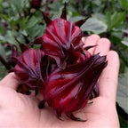 Semillas de hibisco Ribena