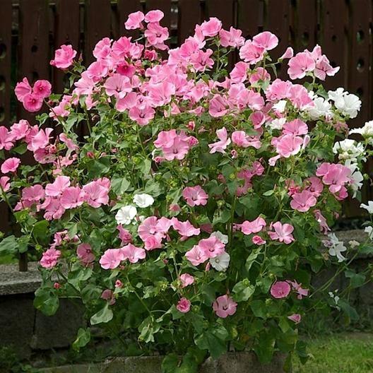 SEMILLAS DE ROSA MALVA - COLORES MEZCLADOS