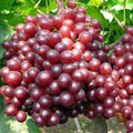 Semillas de uva Kyoho rojas