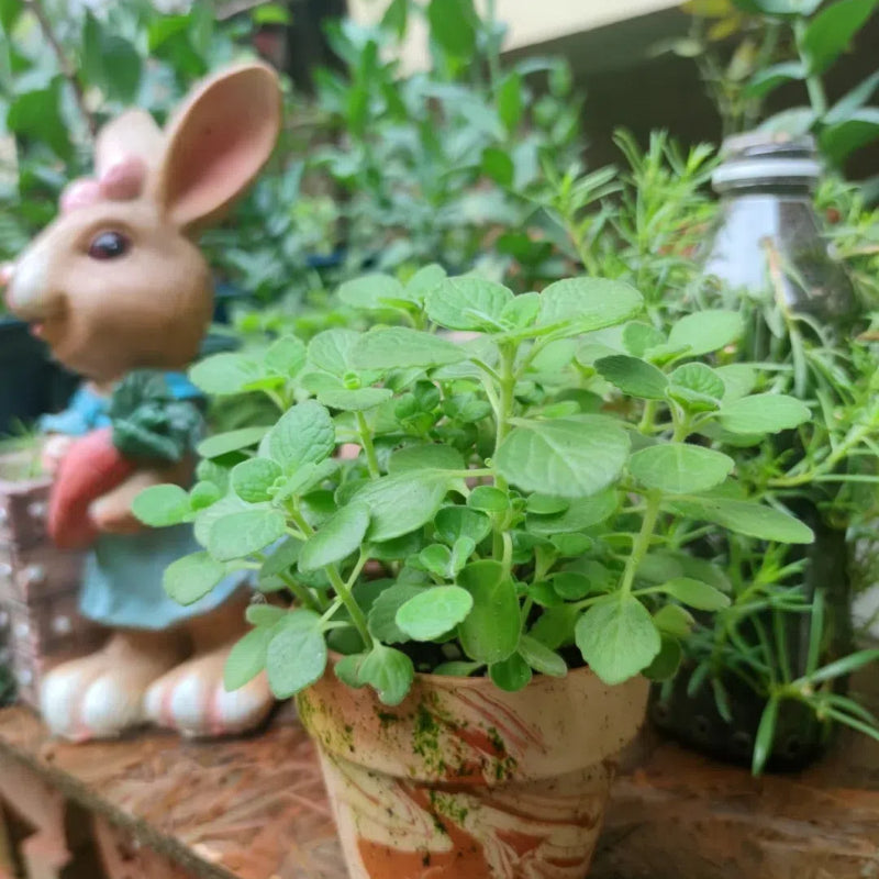 Semillas de pachulí, planta mágica que huele bien al tocarla
