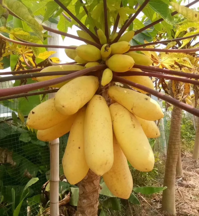Semillas de papaya cremosas doradas
