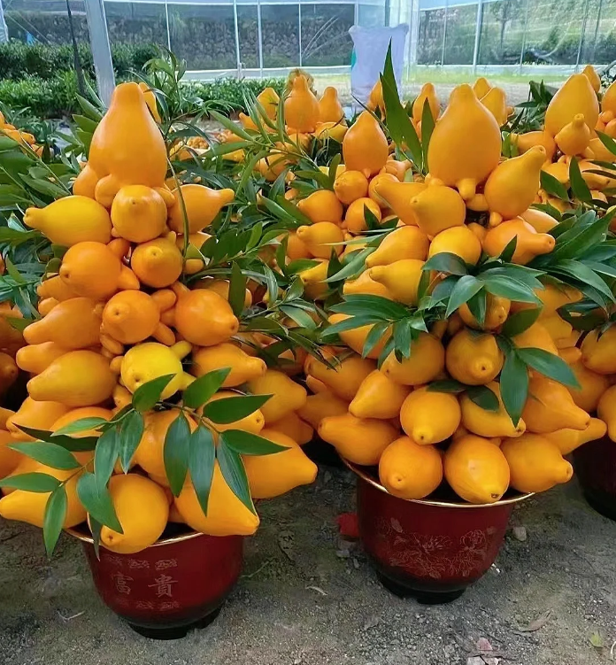 Semillas de Frutas Doradas 💛Cinco Generaciones De Frutas💛