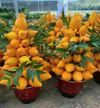 Semillas de Frutas Doradas 💛Cinco Generaciones De Frutas💛