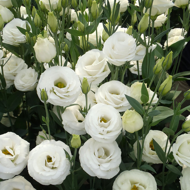 Semillas de Eustoma Russellianum