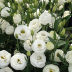 Semillas de Eustoma Russellianum