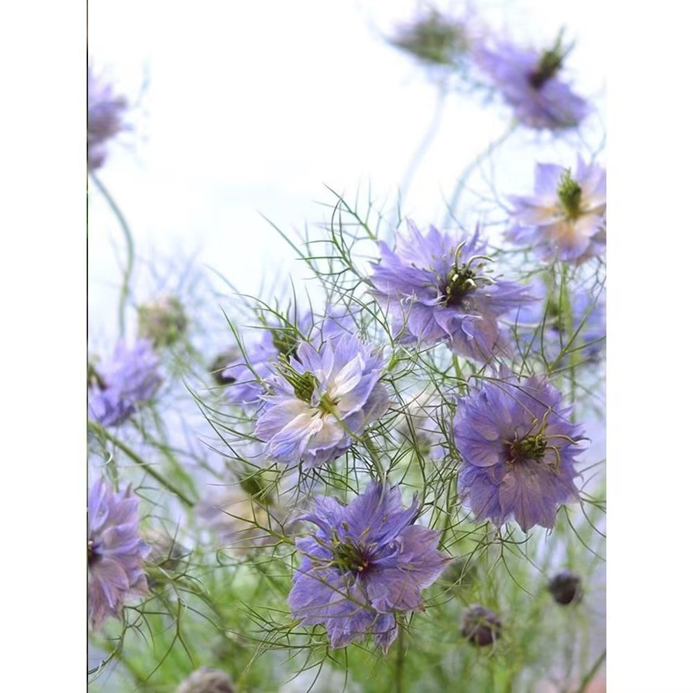 Semillas de Nigella