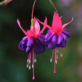 Fuchsia Flowers Seeds Lantern Flower, Bonsai Flower Seeds