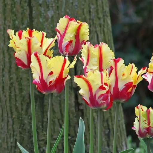 ¡¡¡NUEVO!!! 100 unidades/Bolsa - Semillas de Tulipán Jardín Flores Plantas