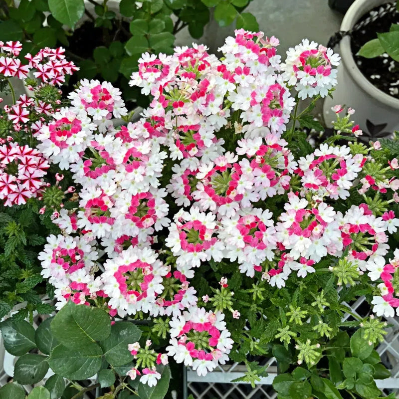 💐Semillas de Verbena de Jardín